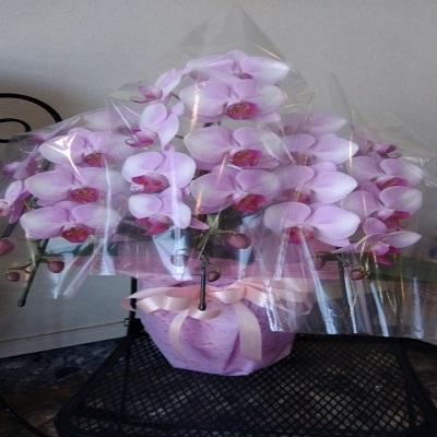 急な胡蝶蘭の贈り物時に種類・色などストアにすべてお任せとゆう方へおススメです、旬な胡蝶蘭を低価格でお届けします！ |  | 12