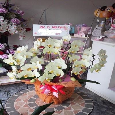 急な胡蝶蘭の贈り物時に種類・色などストアにすべてお任せとゆう方へおススメです、旬な胡蝶蘭を低価格でお届けします！ |  | 02