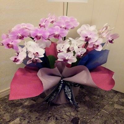 急な胡蝶蘭の贈り物時に種類・色などストアにすべてお任せとゆう方へおススメです、旬な胡蝶蘭を低価格でお届けします！ |  | 03