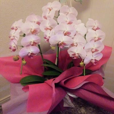 急な胡蝶蘭の贈り物時に種類・色などストアにすべてお任せとゆう方へおススメです、旬な胡蝶蘭を低価格でお届けします！ |  | 04