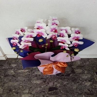 急な胡蝶蘭の贈り物時に種類・色などストアにすべてお任せとゆう方へおススメです、旬な胡蝶蘭を低価格でお届けします！ |  | 05