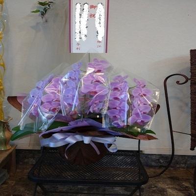 急な胡蝶蘭の贈り物時に種類・色などストアにすべてお任せとゆう方へおススメです、旬な胡蝶蘭を低価格でお届けします！ |  | 06