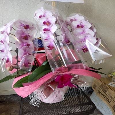 急な胡蝶蘭の贈り物時に種類・色などストアにすべてお任せとゆう方へおススメです、旬な胡蝶蘭を低価格でお届けします！ |  | 07