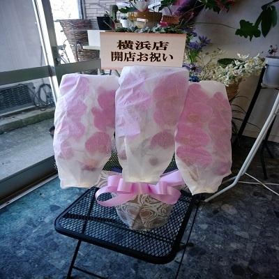 急な胡蝶蘭の贈り物時に種類・色などストアにすべてお任せとゆう方へおススメです、旬な胡蝶蘭を低価格でお届けします！ |  | 08