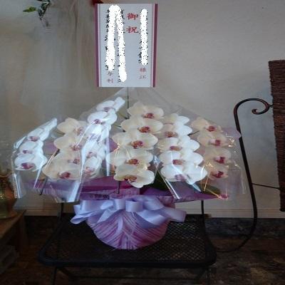 急な胡蝶蘭の贈り物時に種類・色などストアにすべてお任せとゆう方へおススメです、旬な胡蝶蘭を低価格でお届けします！ |  | 09