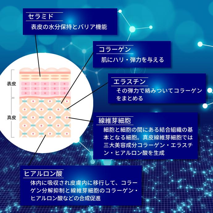 コラーゲン＋ヒアルロン酸 : CALSEEDSHOPヤフー店 - 通販
