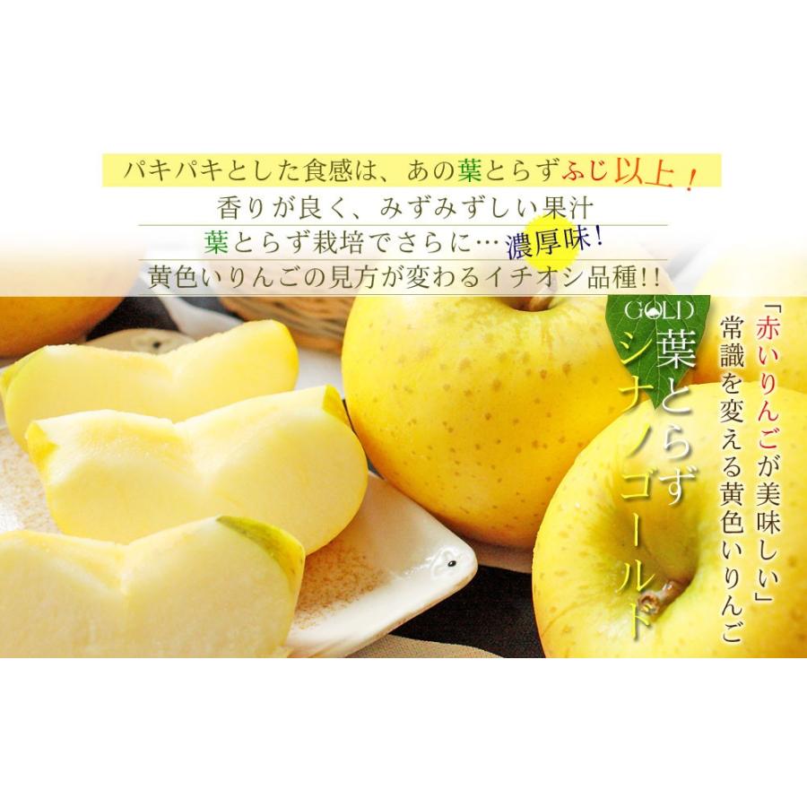【加工用】葉とらずりんご シナノゴールド20kg ゴールド農園 葉っぱの影は甘さのサイン【葉とらずりんご シナノ
