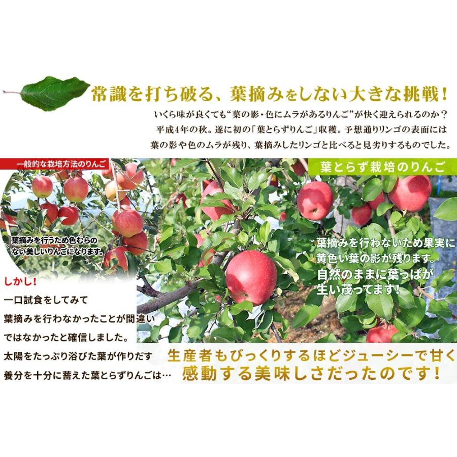 葉っぱの影は甘さのサイン【葉とらずりんご ふじ2kg ファーム】家庭用(5-9玉) 青森 送料無料 [※産地直送のため同梱不可]「GOLD」｜cameashi｜12