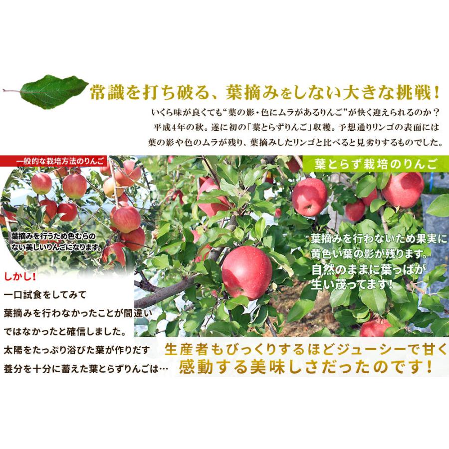 赤いリンゴ（緑の葉付き） 葉っぱの影は甘さのサイン 【葉とらずりんご 未希ライフ2.7kg