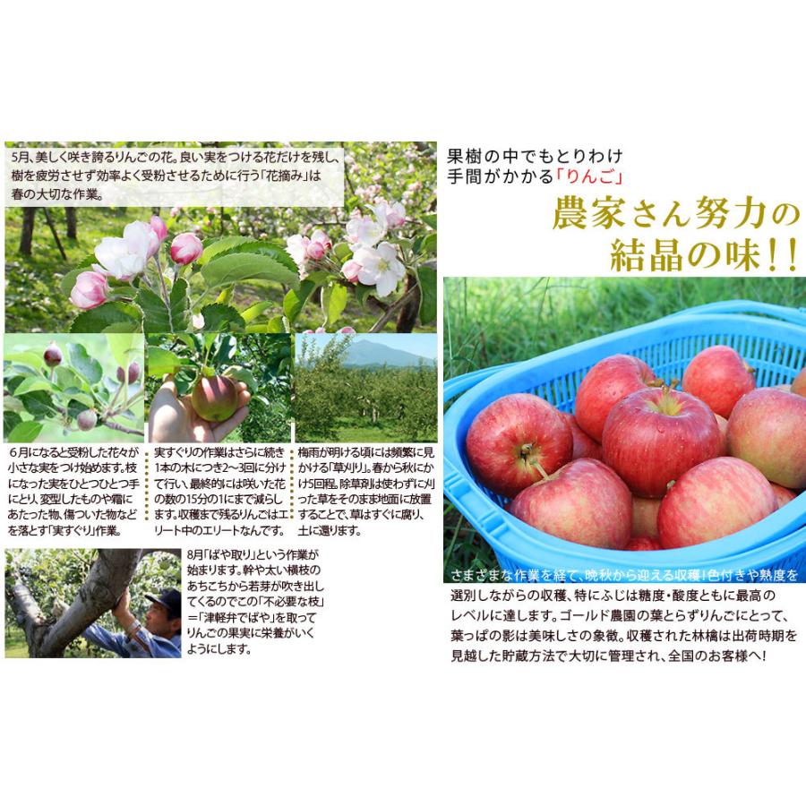 葉っぱの影は甘さのサイン 【葉とらずりんご 未希ライフ2.7kg