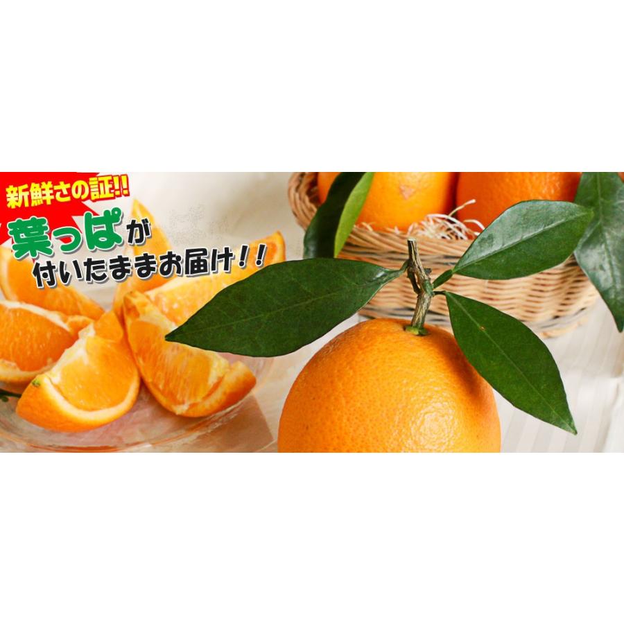 越冬完熟 ネーブル 送料無料 香川県産 葉付きネーブル 2 5kg 9 11玉 ダンボール梱包 当店他商品との同梱不可 オレンジ みかん ミカン 柑橘 111tk かめあし商店オンラインショップ 通販 Yahoo ショッピング