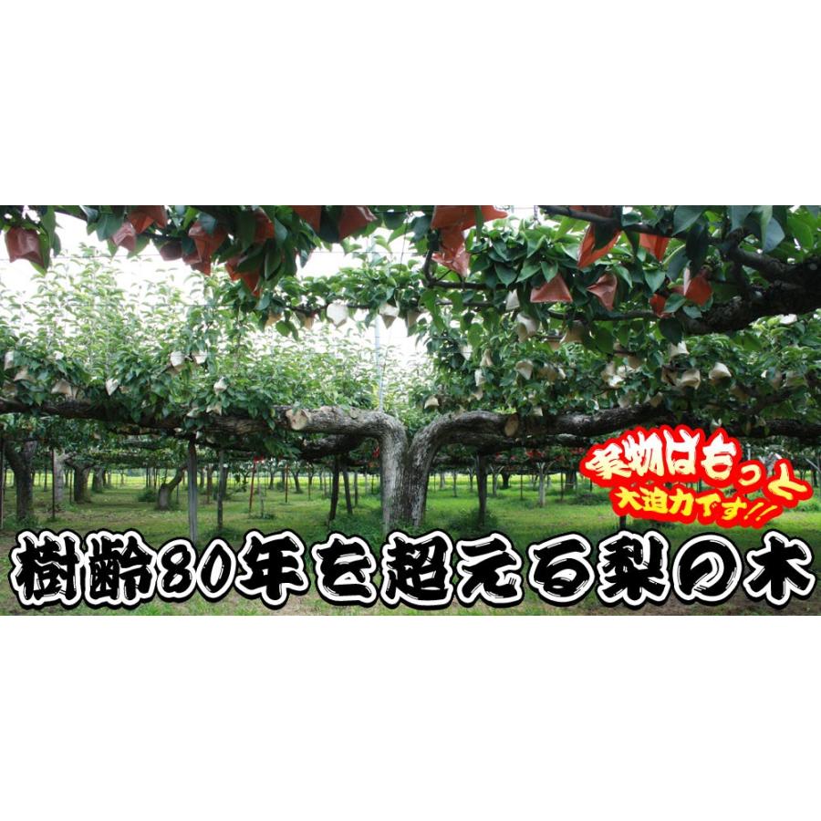 湧き出る甘い果汁 幻の 和梨 送料無料 【萱場梨 家庭用5kg前後 12〜18玉 M〜3L】 梨 訳あり 幸水 豊水 二十世紀 南水｜cameashi｜10