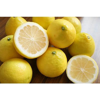 宮崎県産 【日向夏自家用3kg】 送料無料 15-20玉前後 直径6-8cm位です