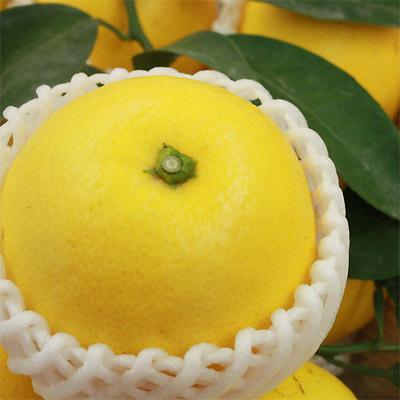 宮崎県産 【日向夏自家用3kg】 送料無料 15-20玉前後 直径6-8cm位です