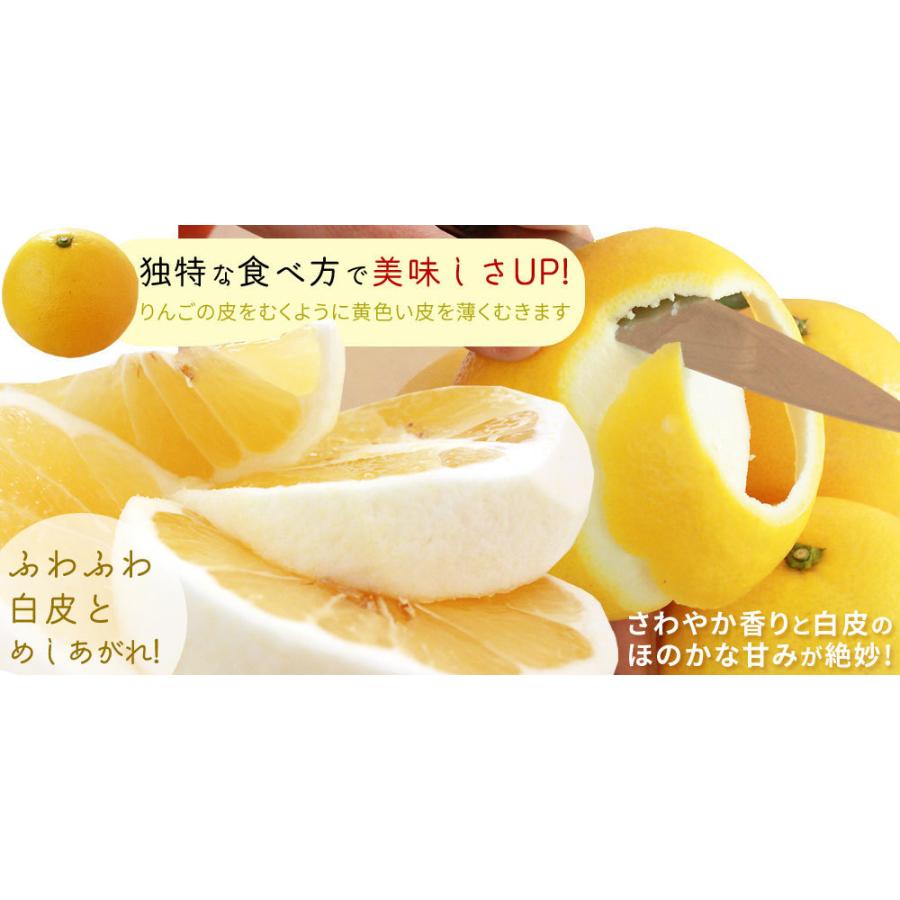 宮崎県産 【日向夏自家用3kg】 送料無料 15-20玉前後 直径6-8cm位です