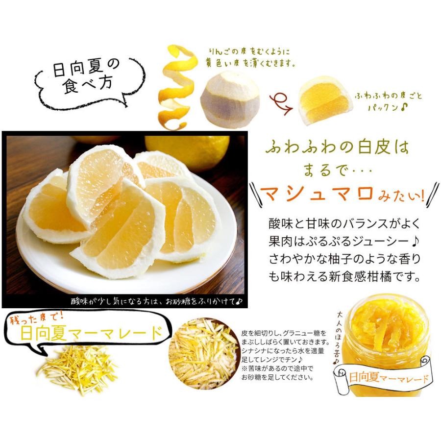 宮崎県産 【日向夏自家用3kg】 送料無料 15-20玉前後 直径6-8cm位です