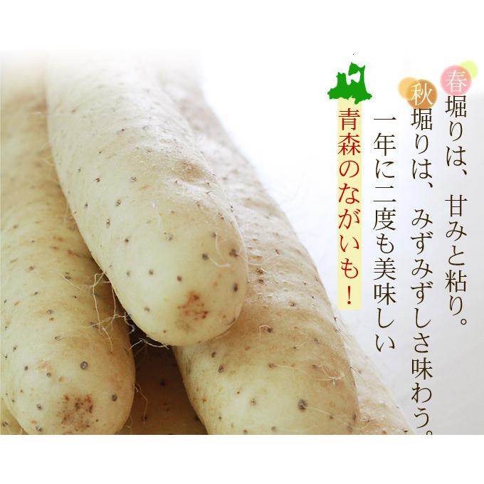 ⚠️ほだ様確認用⚠️青森県産長芋(庄司)小さめ