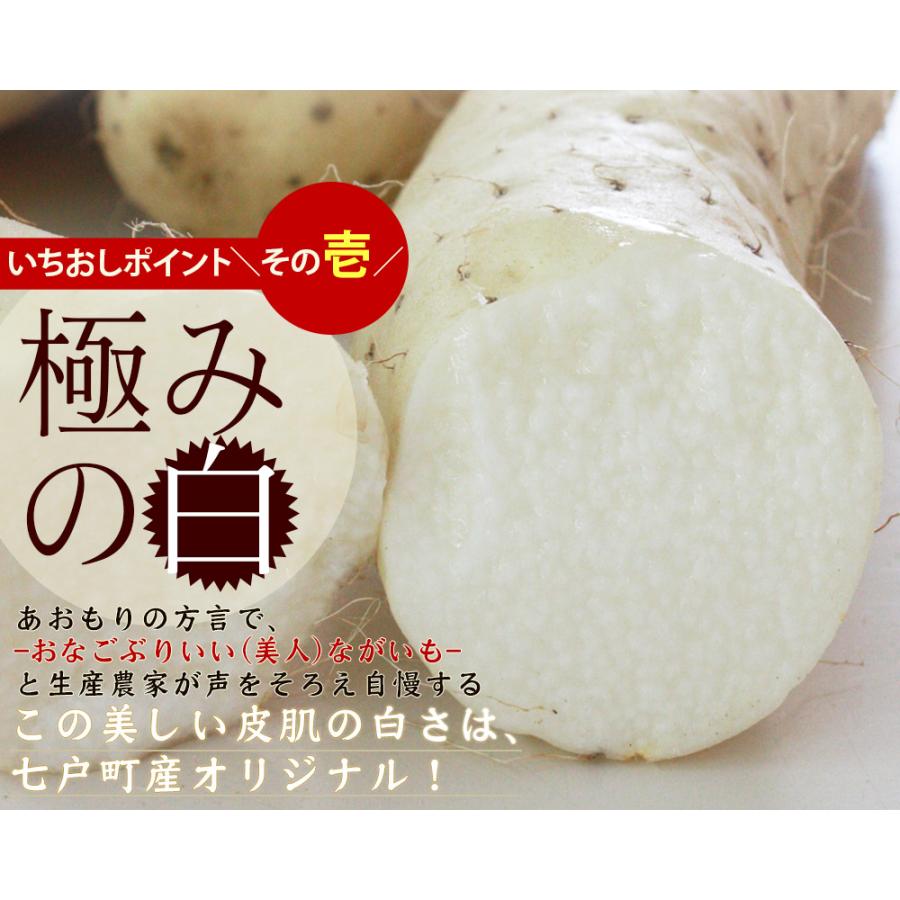 長芋 送料無用 青森県 東北町 七戸町産【青森県産ながいも贈答用5kg