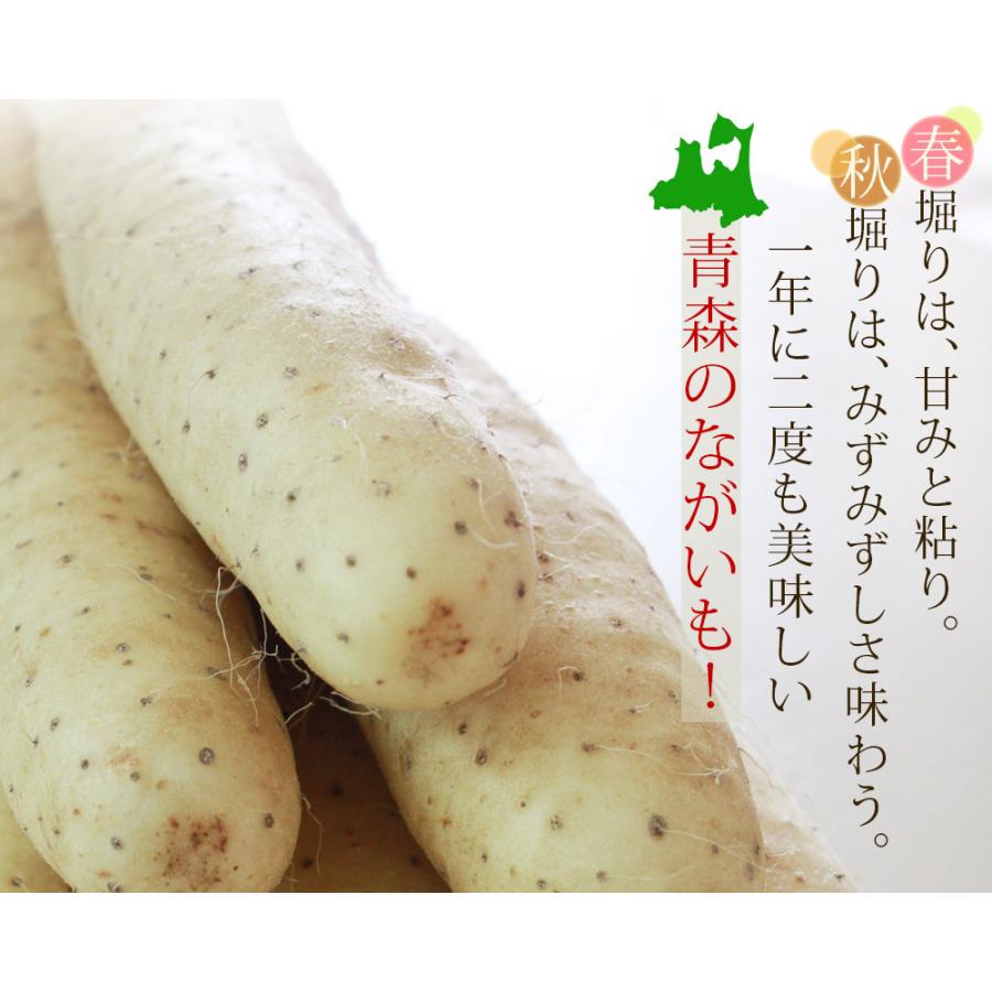 長芋 訳あり 送料無料 青森県 東北町 七戸町産 【青森県産ながいも家庭