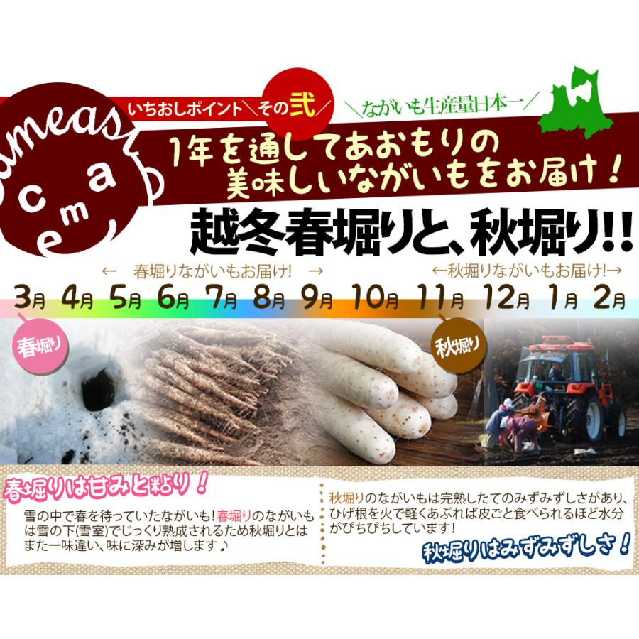 長芋 訳あり 送料無料 青森県 東北町 七戸町産 【青森県産ながいも家庭