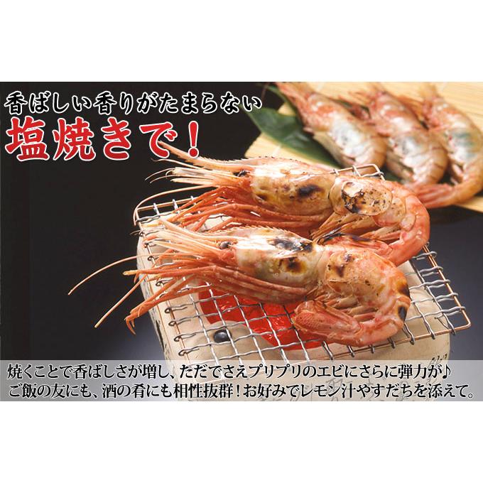 お刺身用 特大ボタンエビ 500g】 エビの王様とも称される、濃厚な甘味