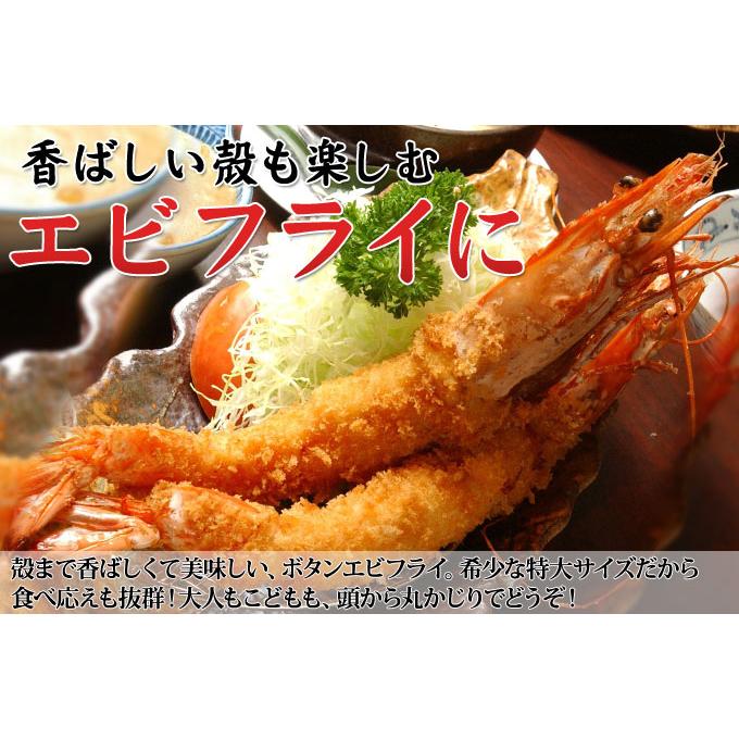お刺身用 特大ボタンエビ 500g】 エビの王様とも称される、濃厚な甘味