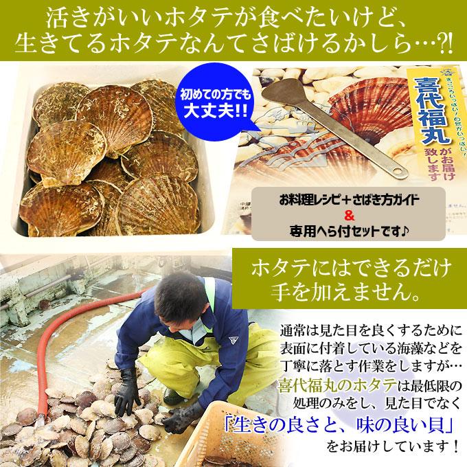 ほたて 活貝 送料無料 青森陸奥湾 【耳吊り ホタテ 3kg前後15-25枚】鮮度が命の漁師直送便！  [※冷蔵便][※産地直送のため同梱不可]｜cameashi｜07