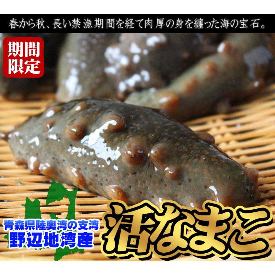 青森県陸奥湾産 ナマコ と ホタテ のセット 送料無料 【活なまこ500g