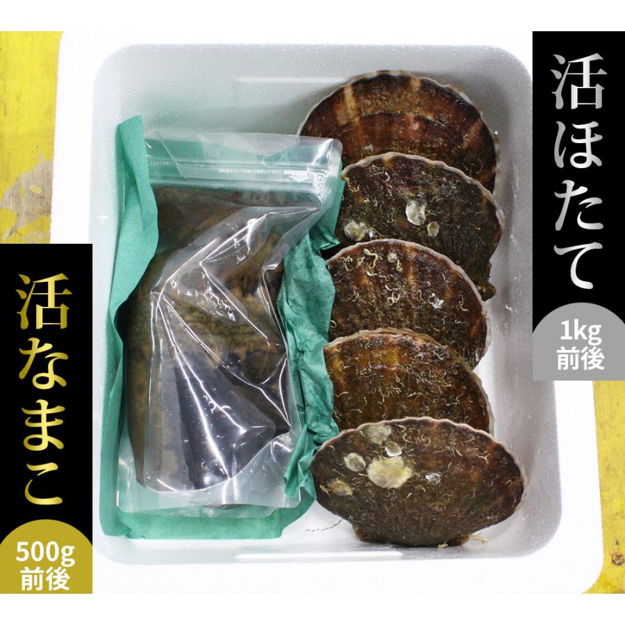 青森県陸奥湾産 ナマコ と ホタテ のセット 送料無料 【活なまこ500g