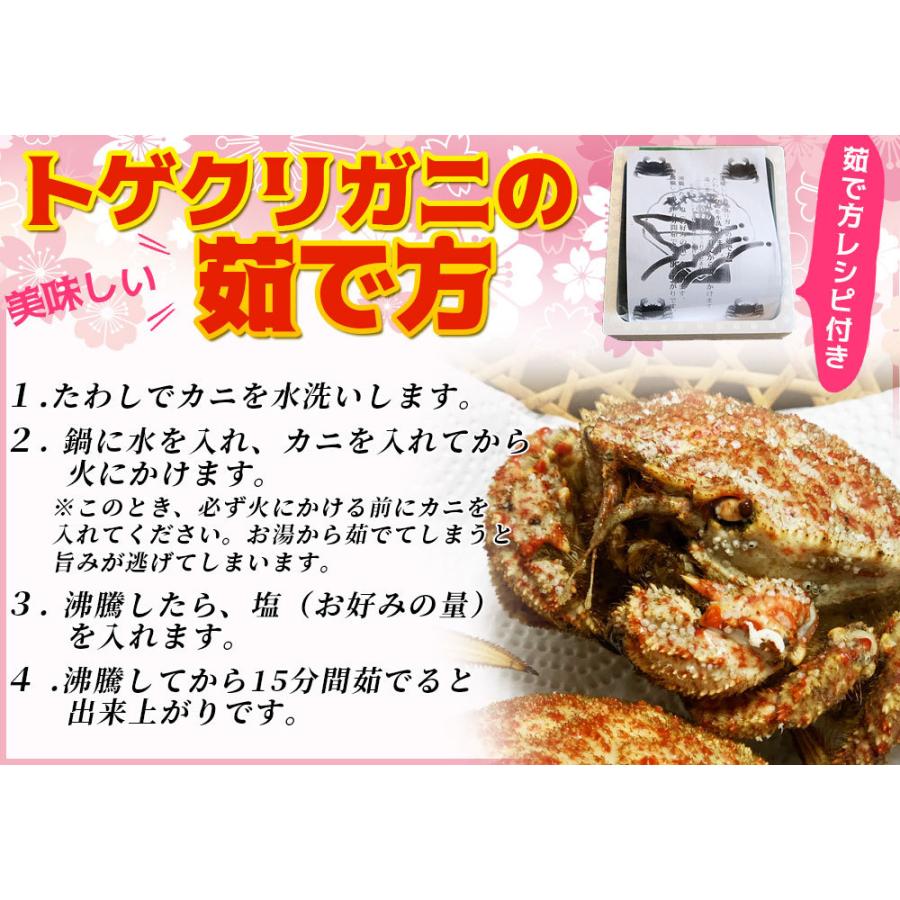 トゲクリガニ 活カニ 送料無料 青森陸奥湾 【トゲクリガニ 1kg前後 4-6