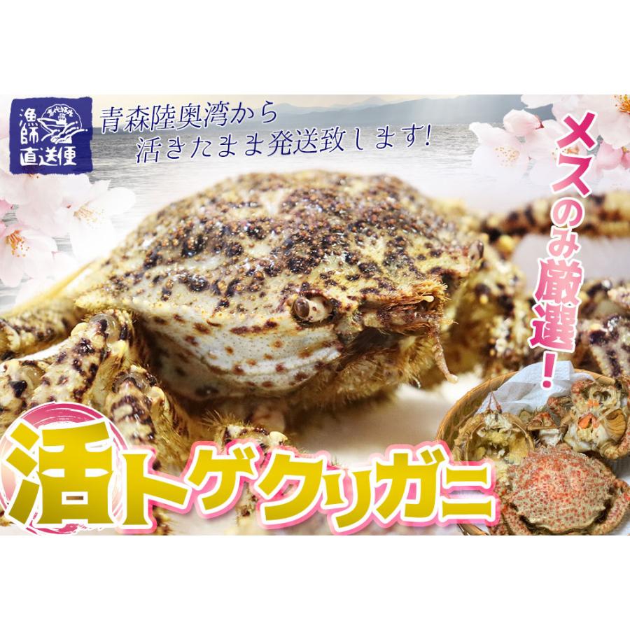 トゲクリガニ 活カニ 送料無料 青森陸奥湾 【トゲクリガニ 1kg前後 4-6