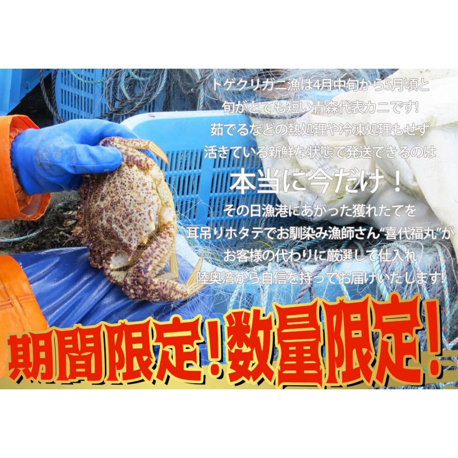 トゲクリガニ 活カニ 送料無料 青森陸奥湾 【トゲクリガニ 1kg前後 4-6