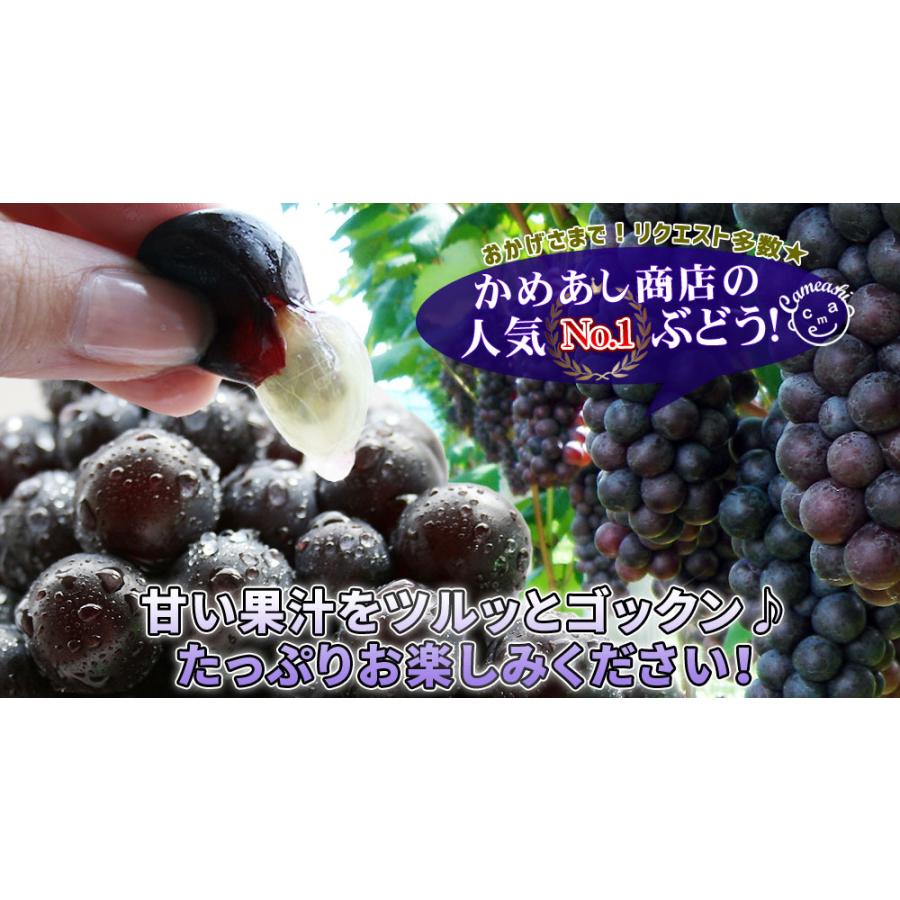 青森県産ぶどう スチューベン1.5kg】(4-7房入 サイズMー2L混合)贈答用