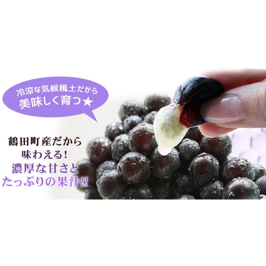 青森県産ぶどう スチューベン1.5kg】(4-7房入 サイズMー2L混合)贈答用