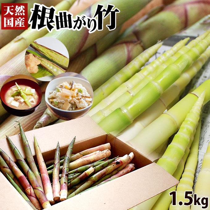 天然 根曲がり竹 送料無料 今が旬 【天然根曲がり竹（生）1.5kg】 メガ