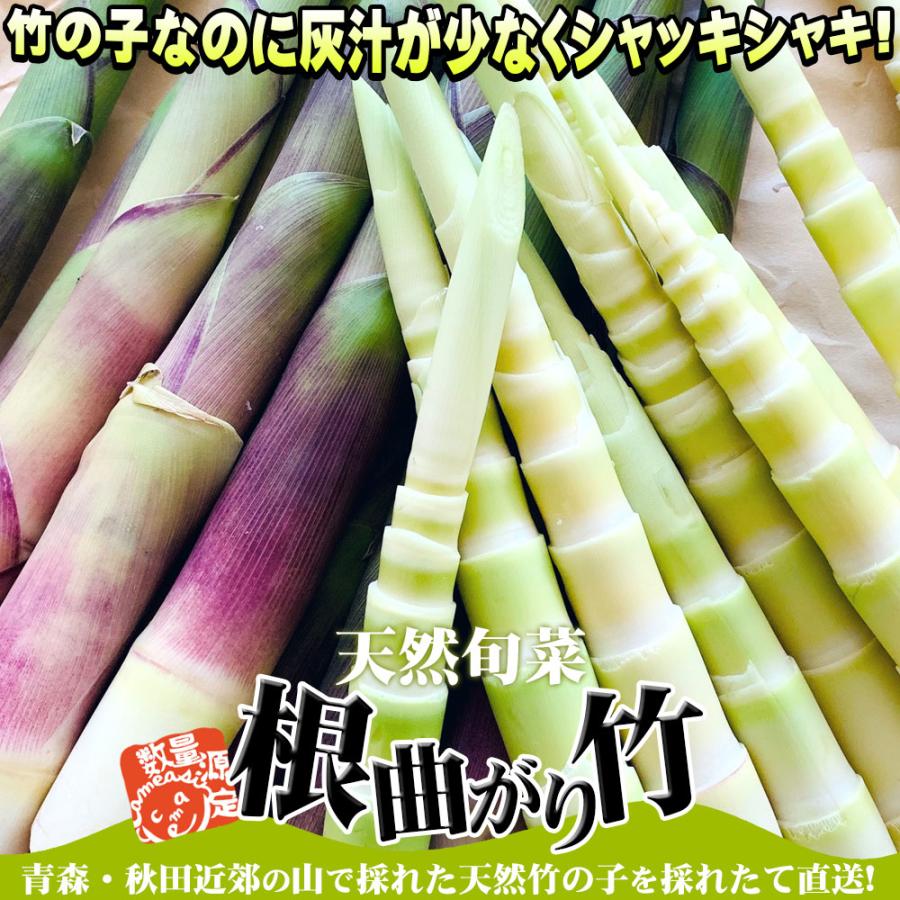 天然 根曲がり竹 送料無料 今が旬 【天然根曲がり竹（生）1.5kg】 メガ