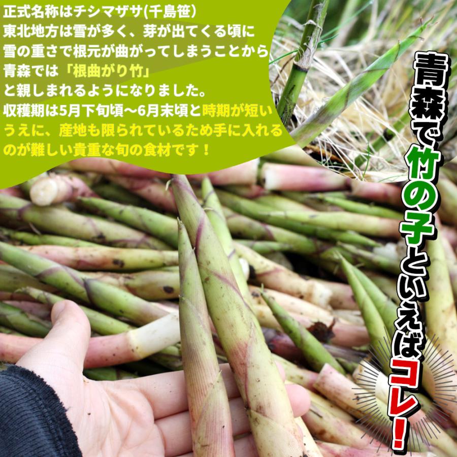 天然 根曲がり竹 送料無料 今が旬 【天然根曲がり竹（生）1.5kg】 メガ