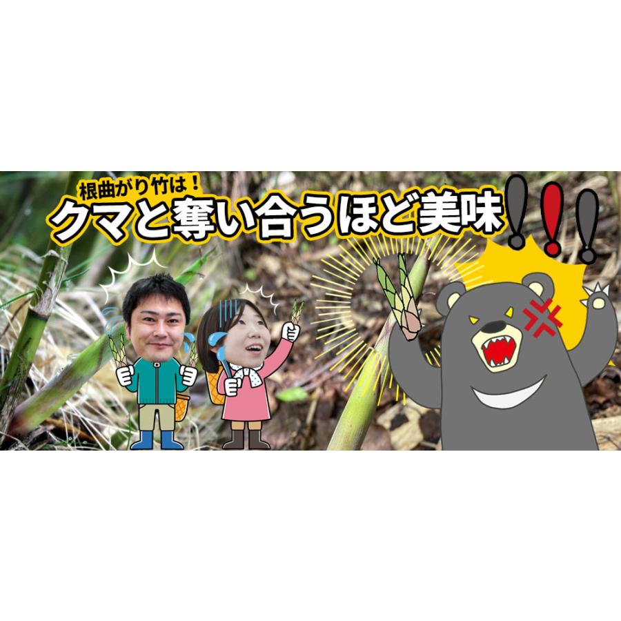 天然 根曲がり竹 送料無料 今が旬 【天然根曲がり竹（生）1.5kg】 メガ