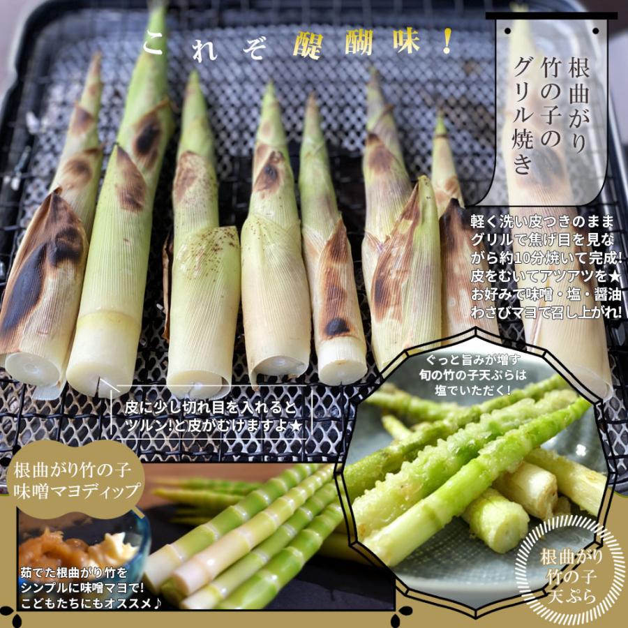 天然 根曲がり竹 送料無料 今が旬 【天然根曲がり竹（生）1.5kg】 メガ