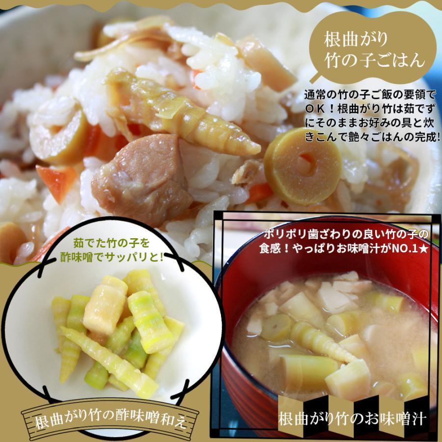 天然 根曲がり竹 送料無料 今が旬 【天然根曲がり竹（生）1.5kg】 メガ