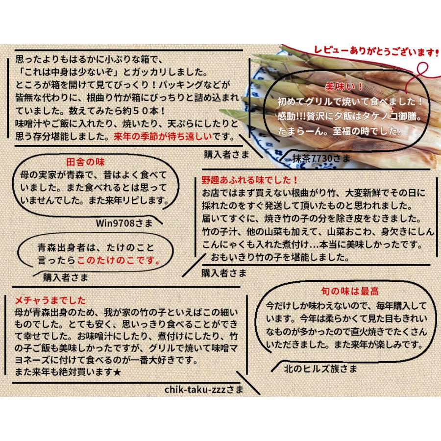 天然 根曲がり竹 送料無料 今が旬 【天然根曲がり竹（生）1.5kg】 メガ