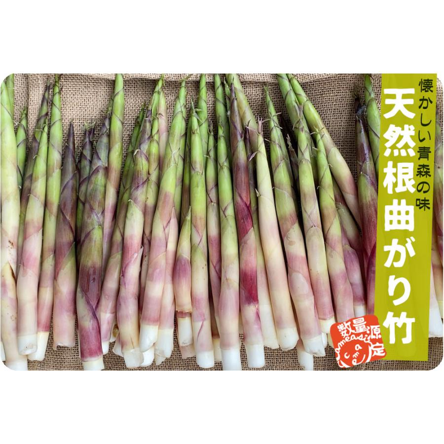 天然 根曲がり竹 送料無料 今が旬 【天然根曲がり竹（生）1.5kg】 メガ