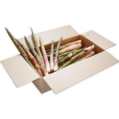 天然 根曲がり竹 送料無料 今が旬 【天然根曲がり竹（生）1.5kg】 メガ