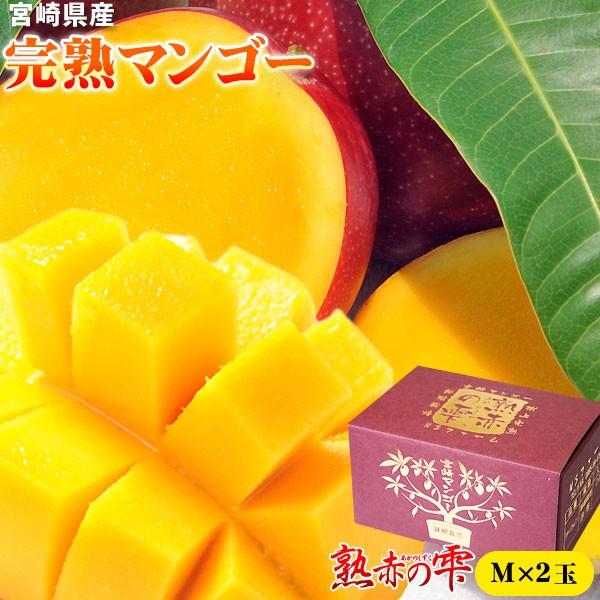 マンゴー 送料無料 宮崎 完熟 【マンゴー 熟赤の雫 化粧箱2玉（Mサイズ