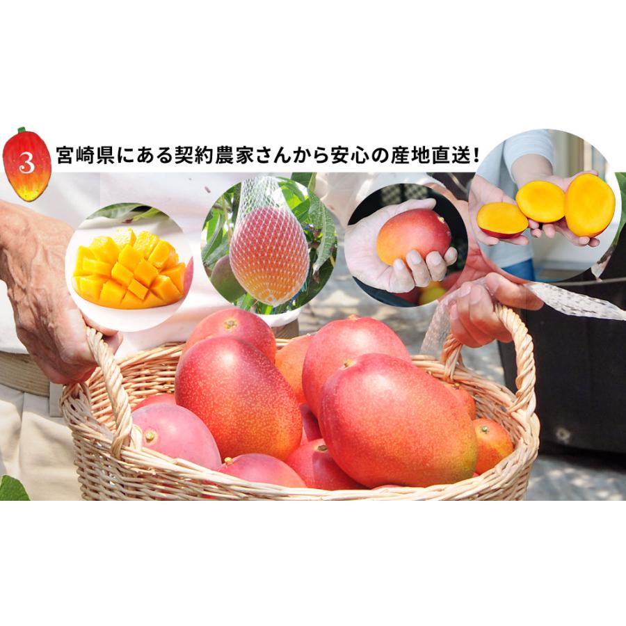 マンゴー 送料無料 宮崎 完熟 【マンゴー 熟赤の雫 化粧箱2玉（Mサイズ 