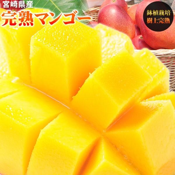 マンゴー 訳あり 送料無料 【宮崎県産 完熟マンゴー 家庭用850g以上】2