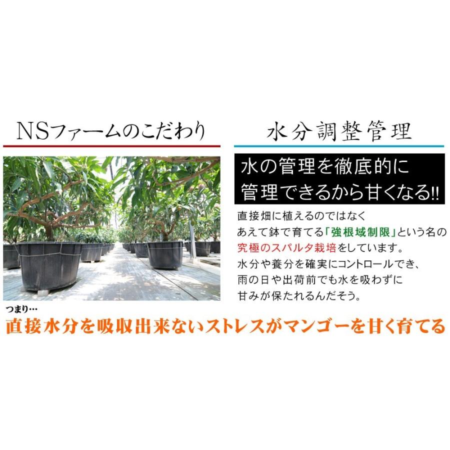 マンゴー 訳あり 送料無料 【宮崎県産 完熟マンゴー 家庭用850g以上】2