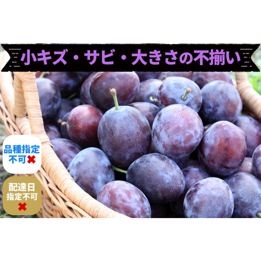 専用◆9月7日発送◆青森県産◆ベイラープルーン◆10kg プルーン ベイラー 2Kg（生果実 500g×4）北海道産 出荷時期：10月 : 旬