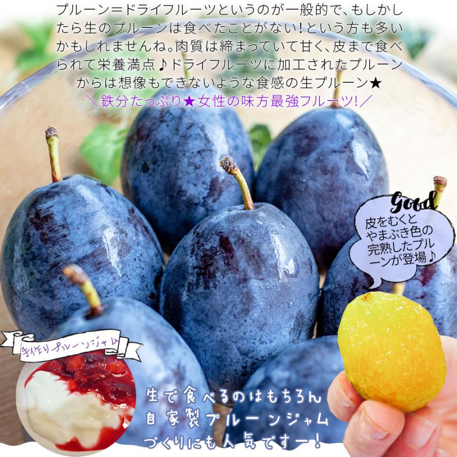 フレッシュ生 プルーン 送料無料 【青森県産 生プルーン 2kg】家庭用 鉄分 ビタミン プラム [※常温便][※産地直送のため同梱不可 ...