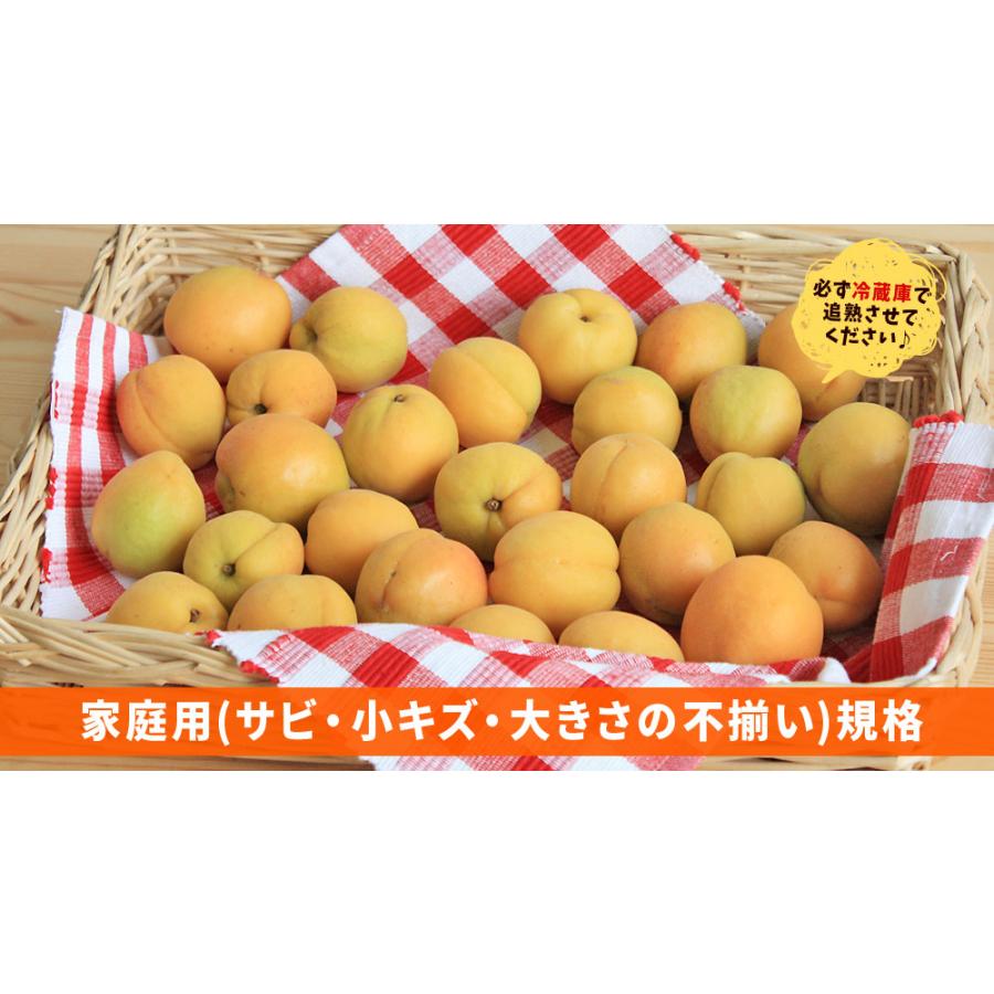 あんず 生食 送料無料 【青森県産 生あんず 家庭用2kg】 減農薬栽培